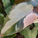 Philodendron Pink Princess