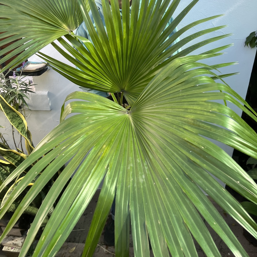 Palmera Washingtonia