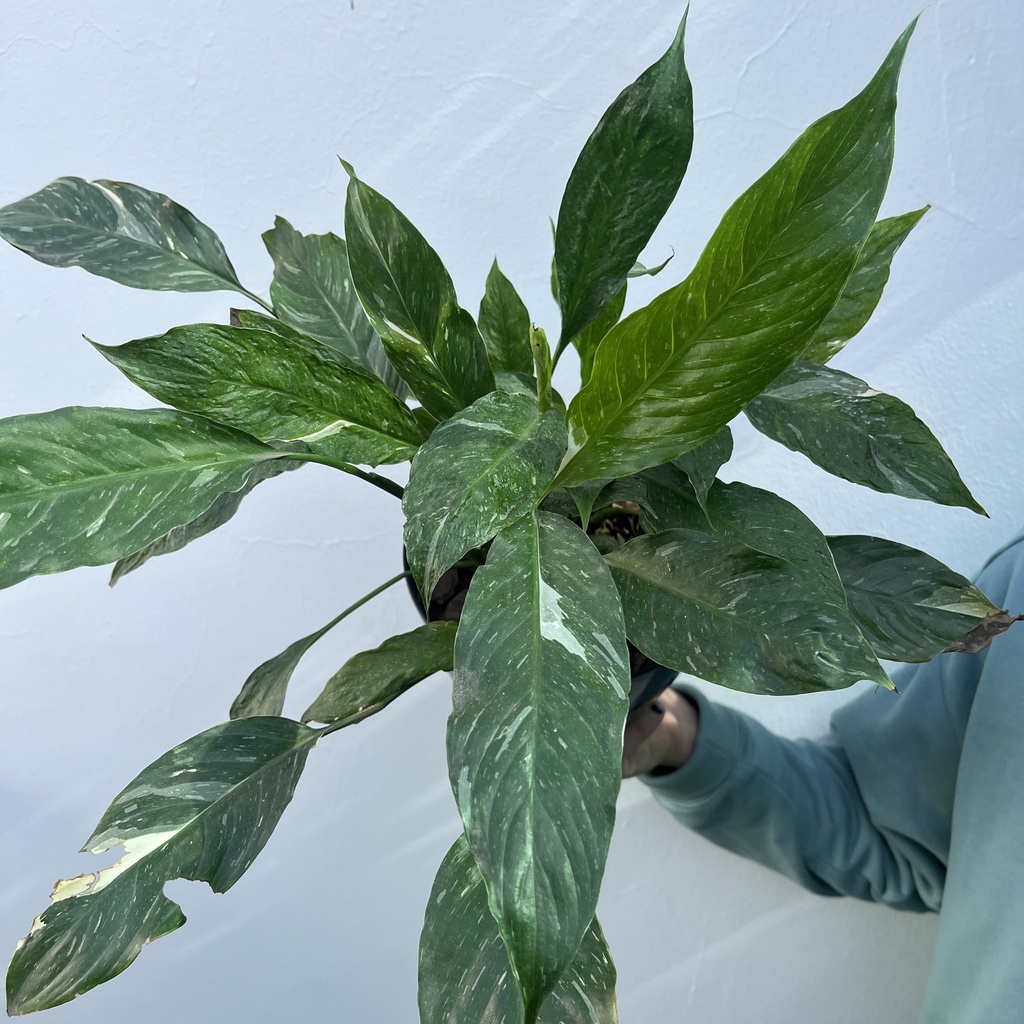 Spathiphyllum Variegado