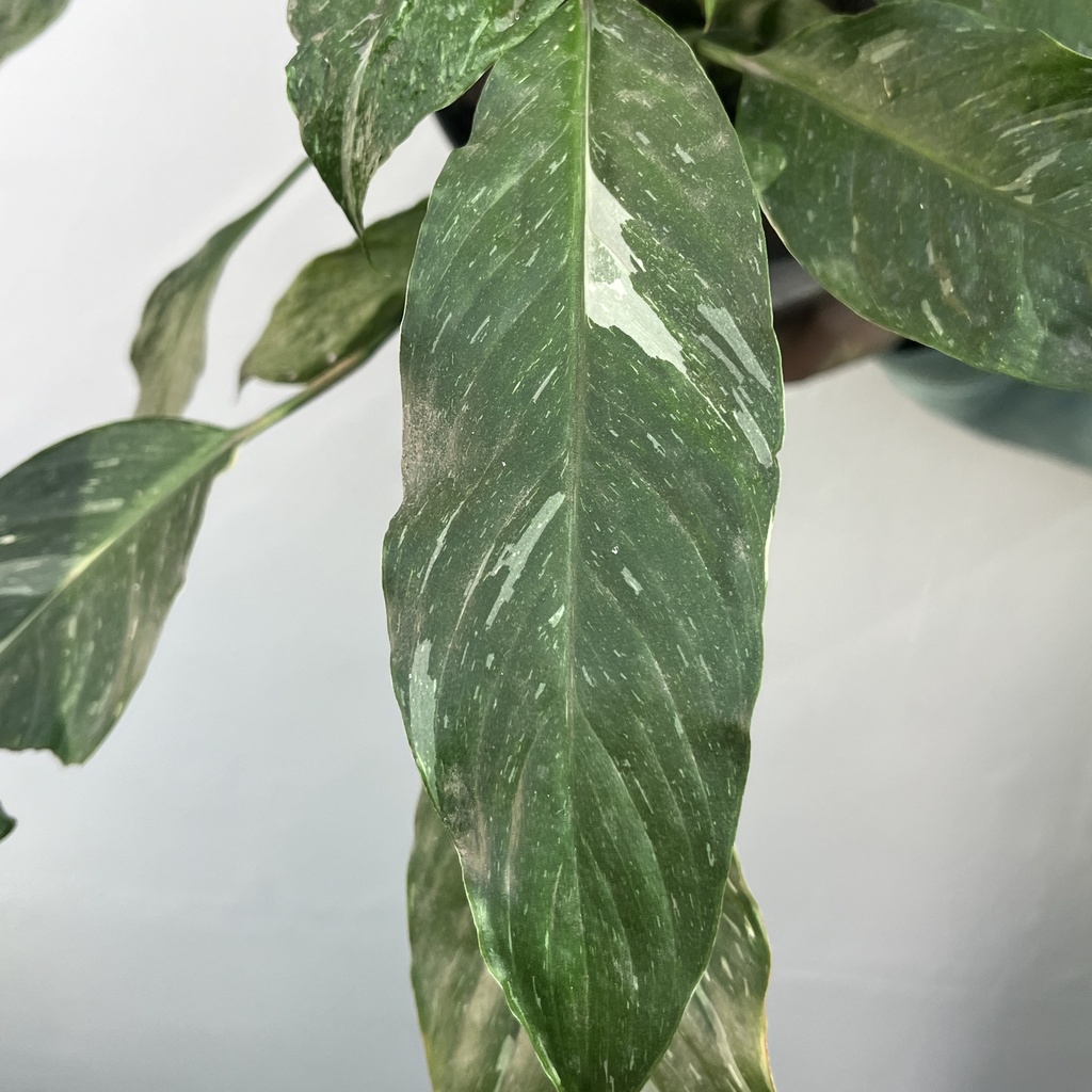 Spathiphyllum Variegado