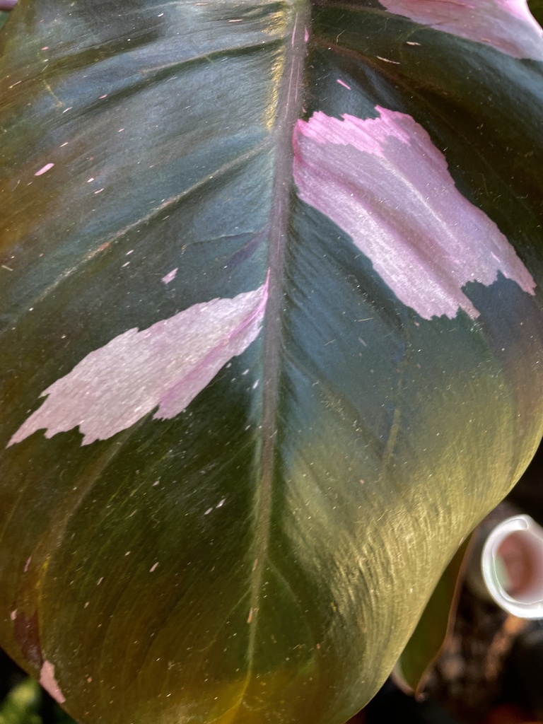 Philodendron Pink Princess