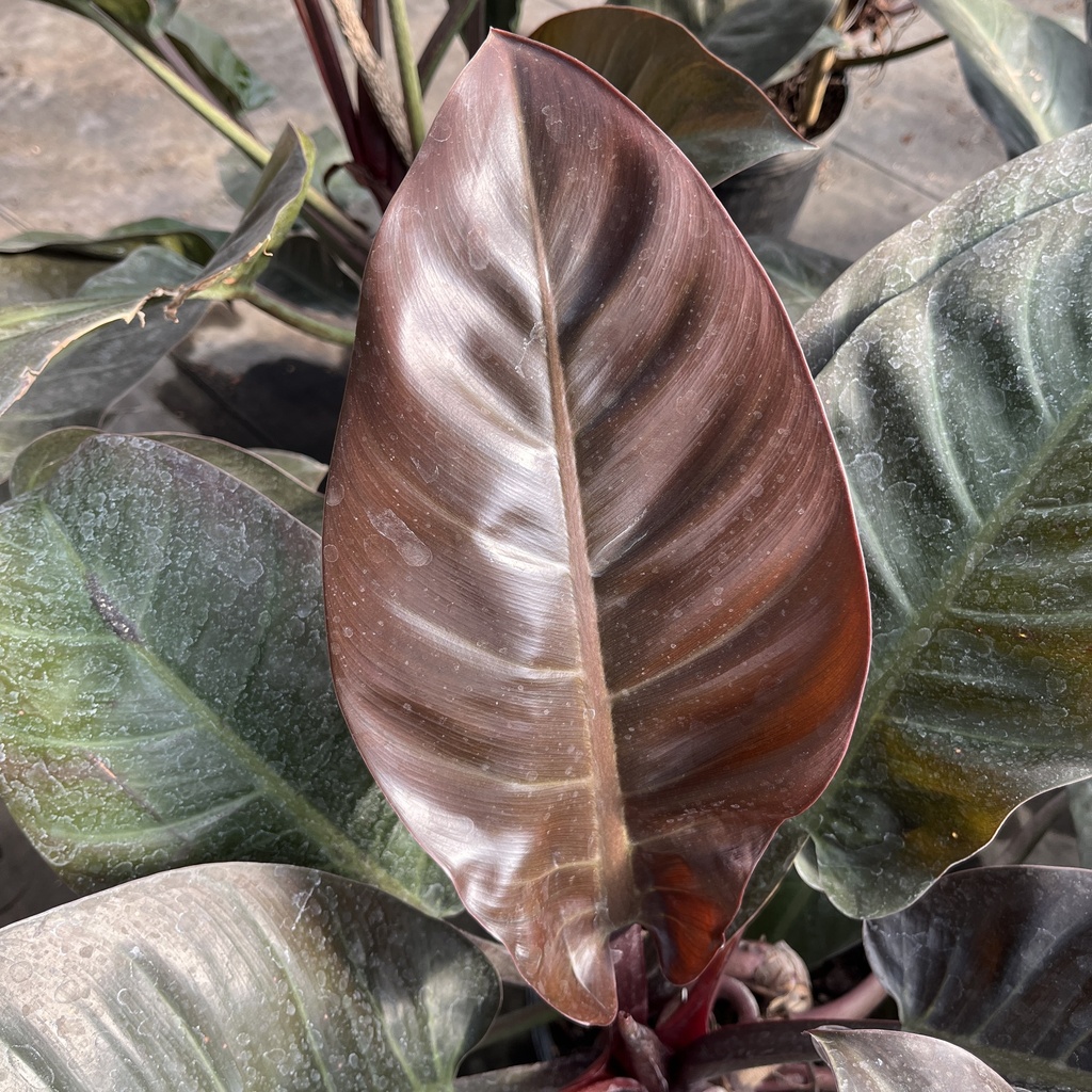 Philodendron imperial red