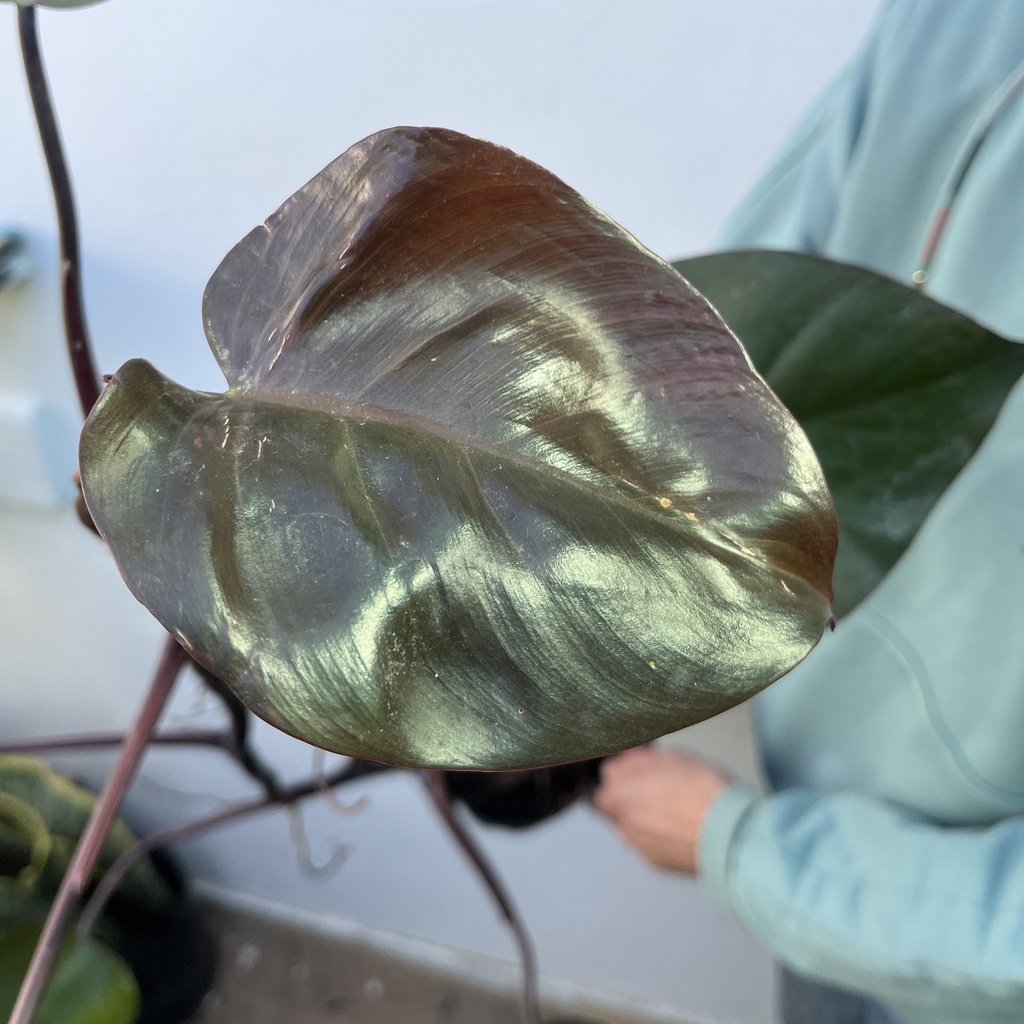 Philodendron Koch