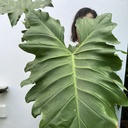 Philodendron Bipinnatifidum