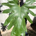 Philodendron Misionero