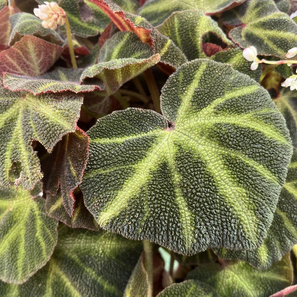 Begonia Brasilera