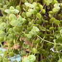 Crassula pellucida verde