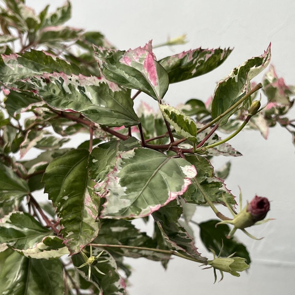 Rosa China Variegada