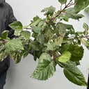 Rosa China Variegada