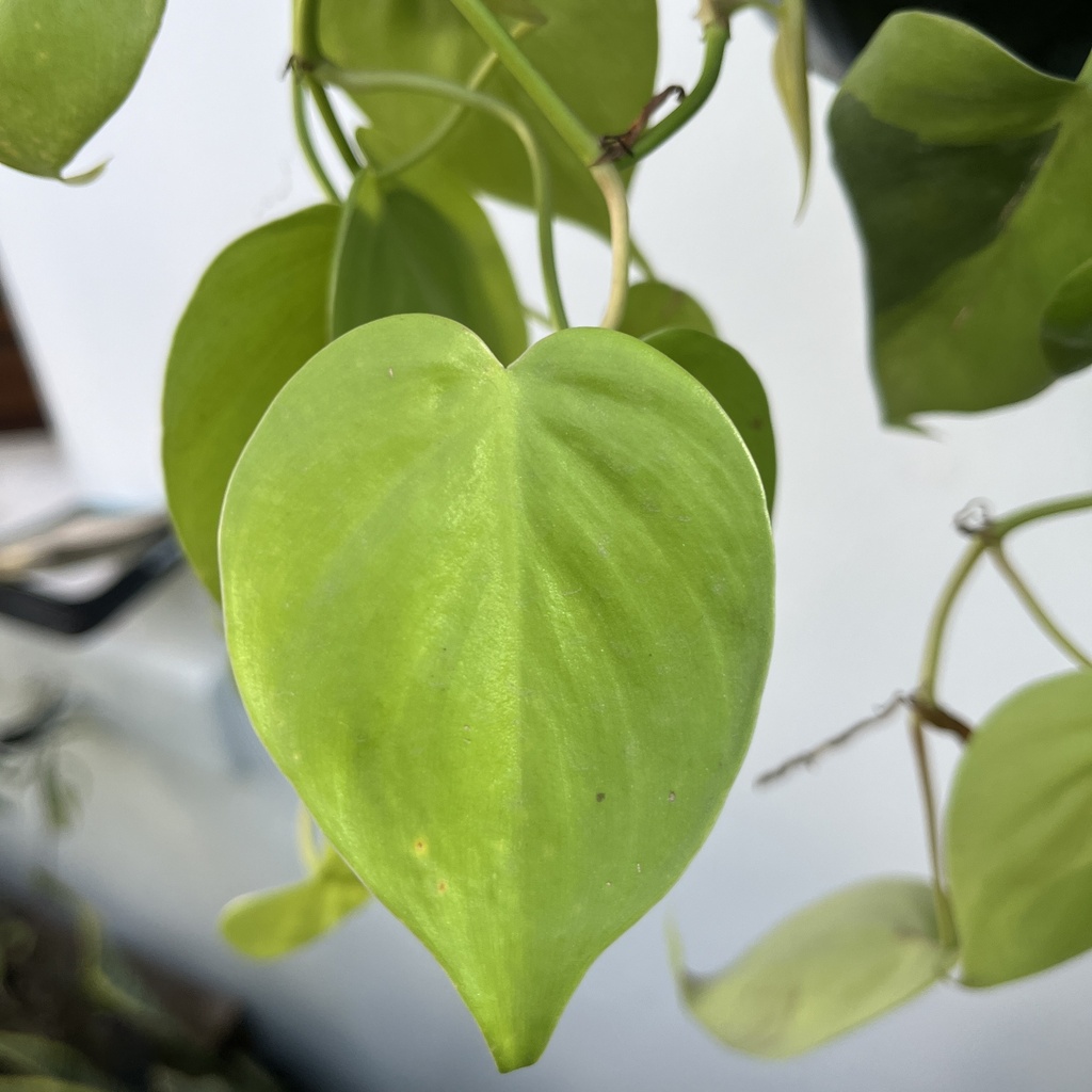 Philodendron cordatum lemon