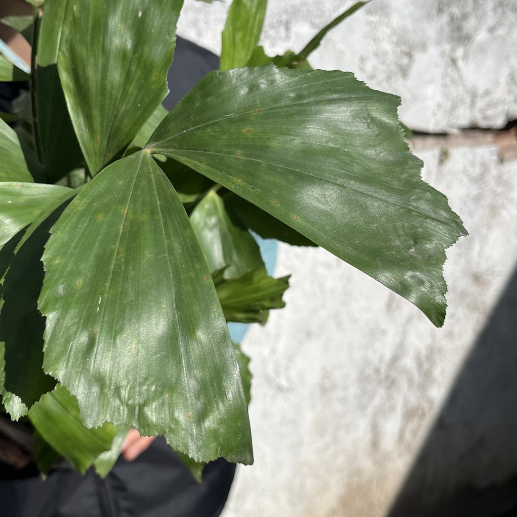 Caryota Mitis