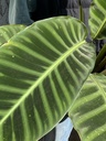 Calathea Zebrina