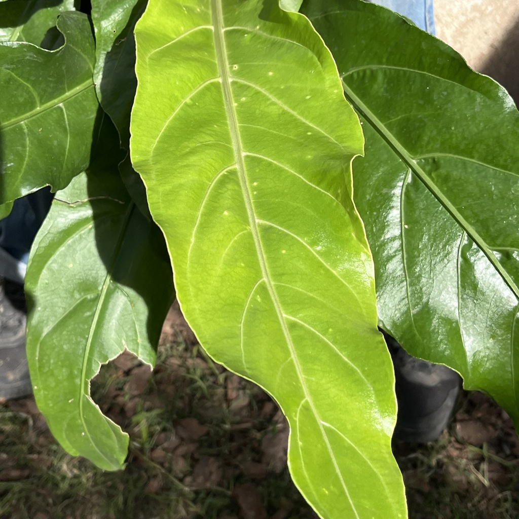 Anthurium Schlechtendalii