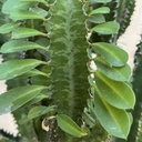 Euphorbia Trigona