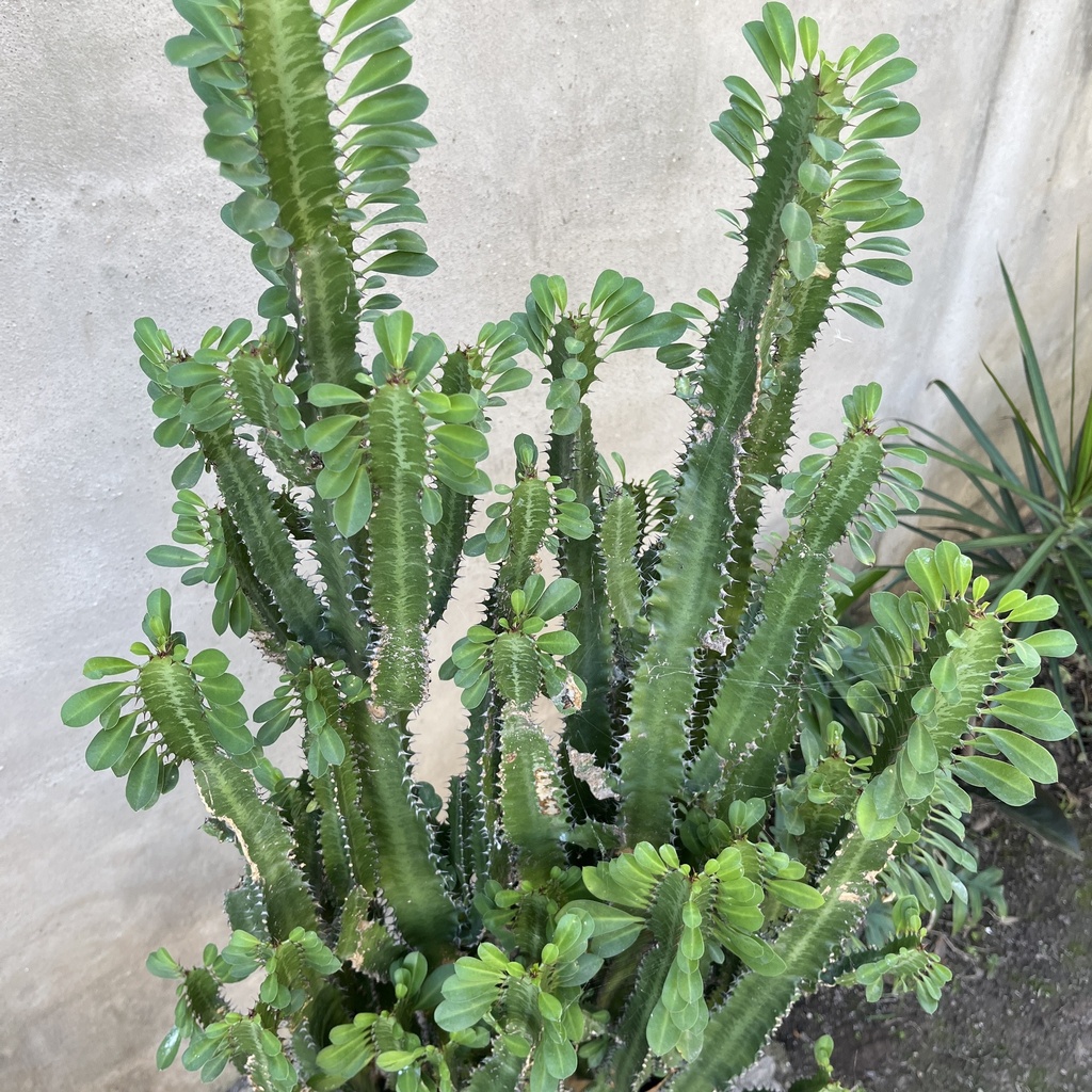 Euphorbia Trigona