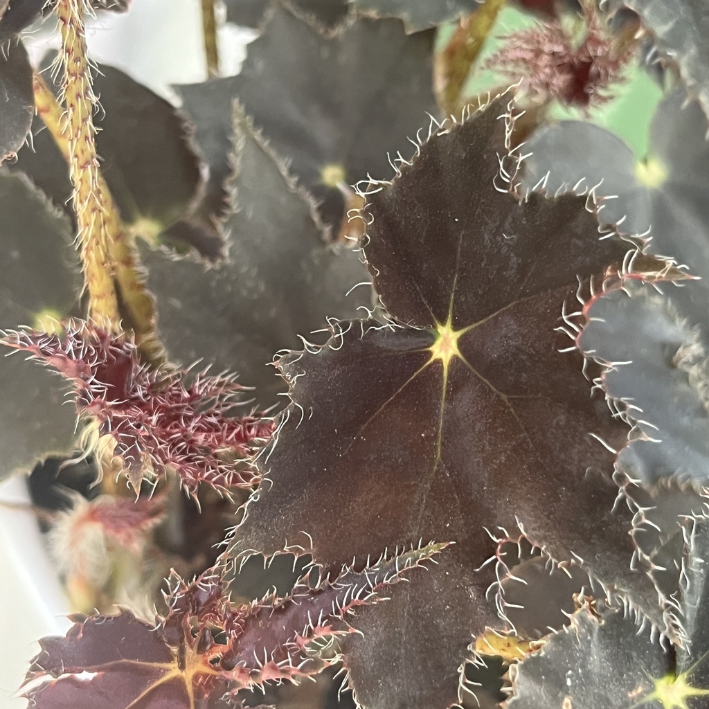 Begonia Black Velvet