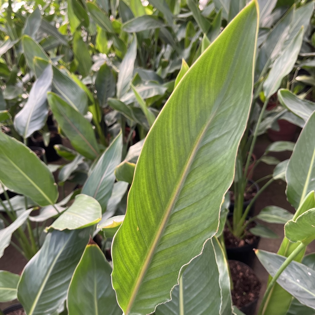 Strelitzia reginae