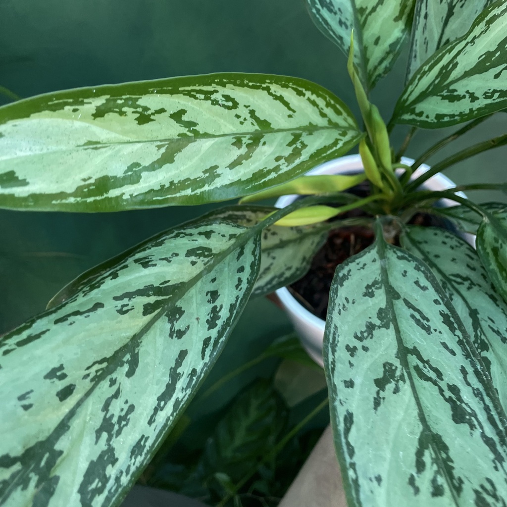 Aglaonema Commutatum