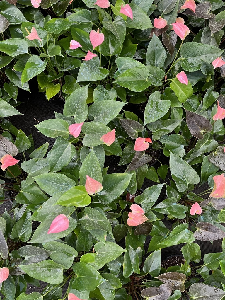 Anthurium Andraeanum