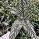 Calathea Ornata