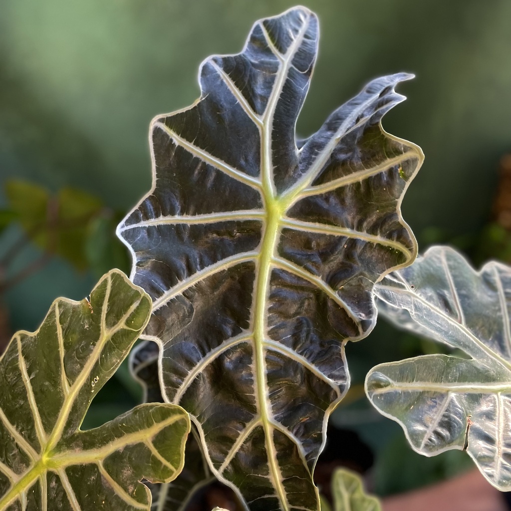 Alocasia Amazonica