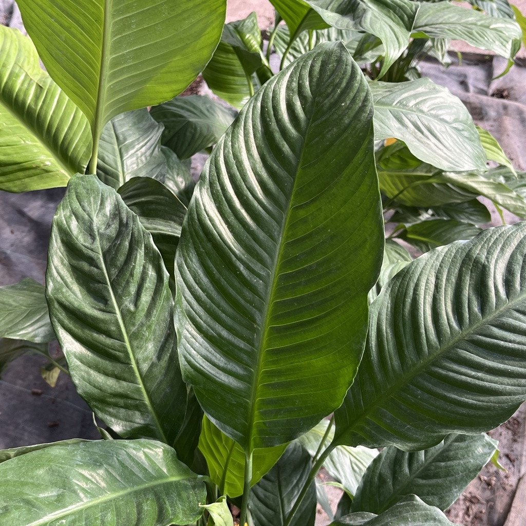 Spathiphyllum