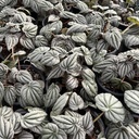 Peperomia Grisoarpentea