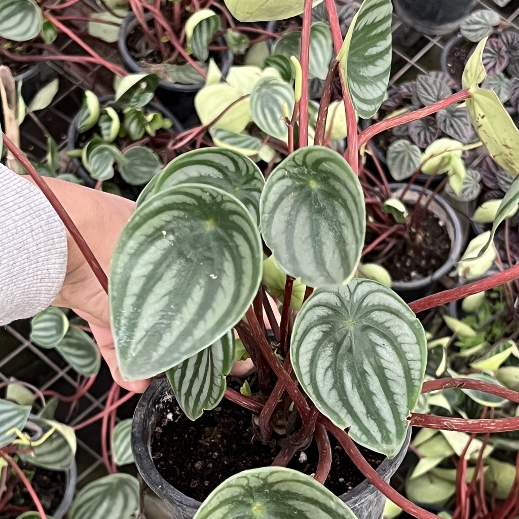 Peperomia Watermelon