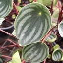 Peperomia Watermelon