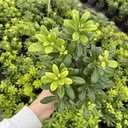 Pittosporum