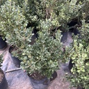 Buxus