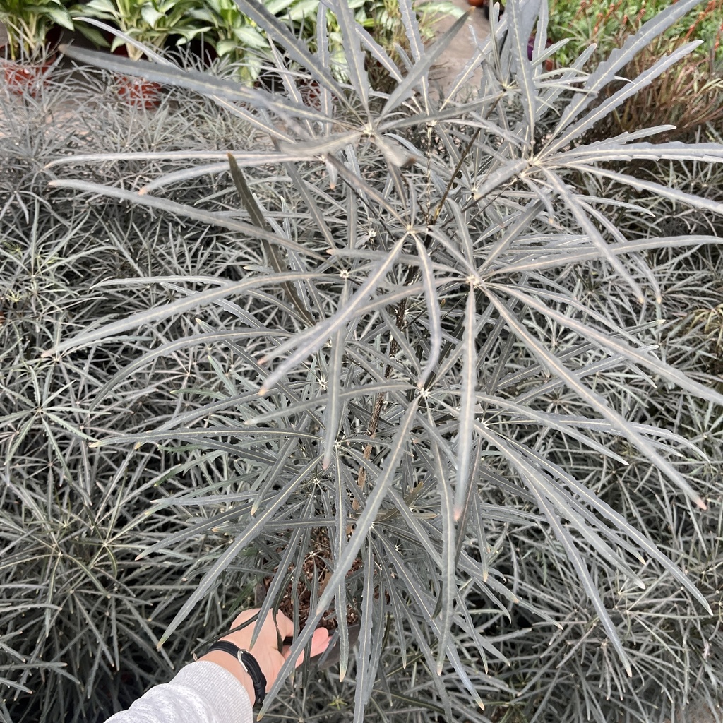 Aralia Elegantísima