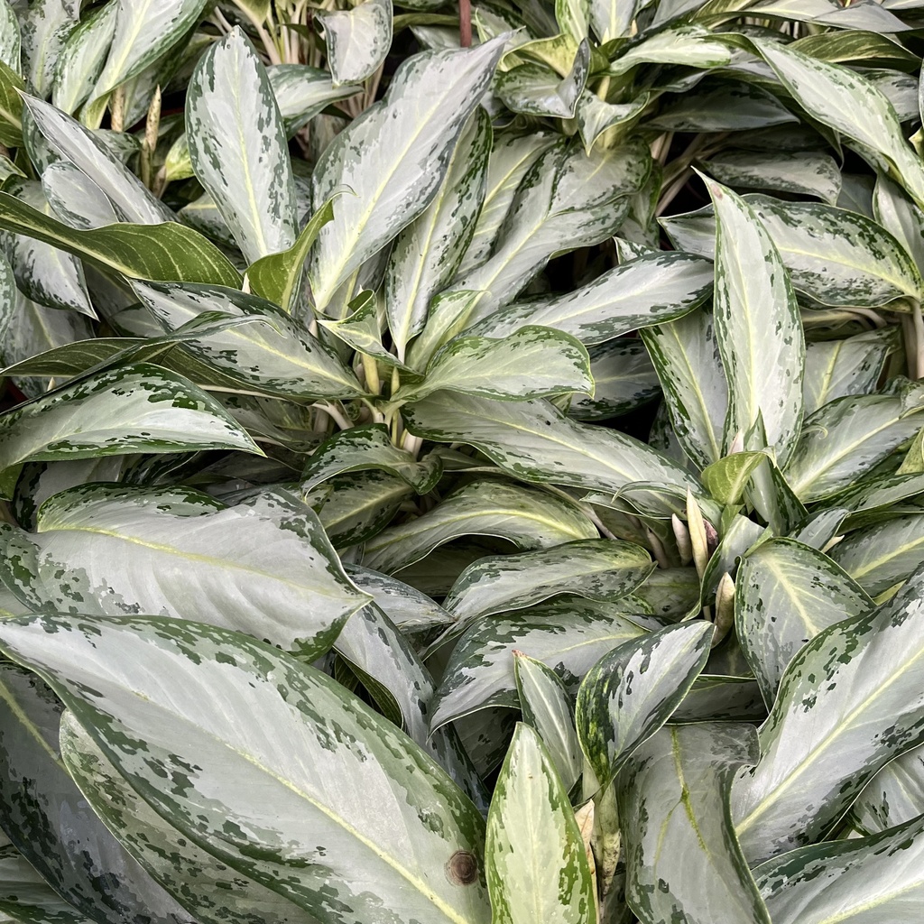 Aglaonema Silver Bay