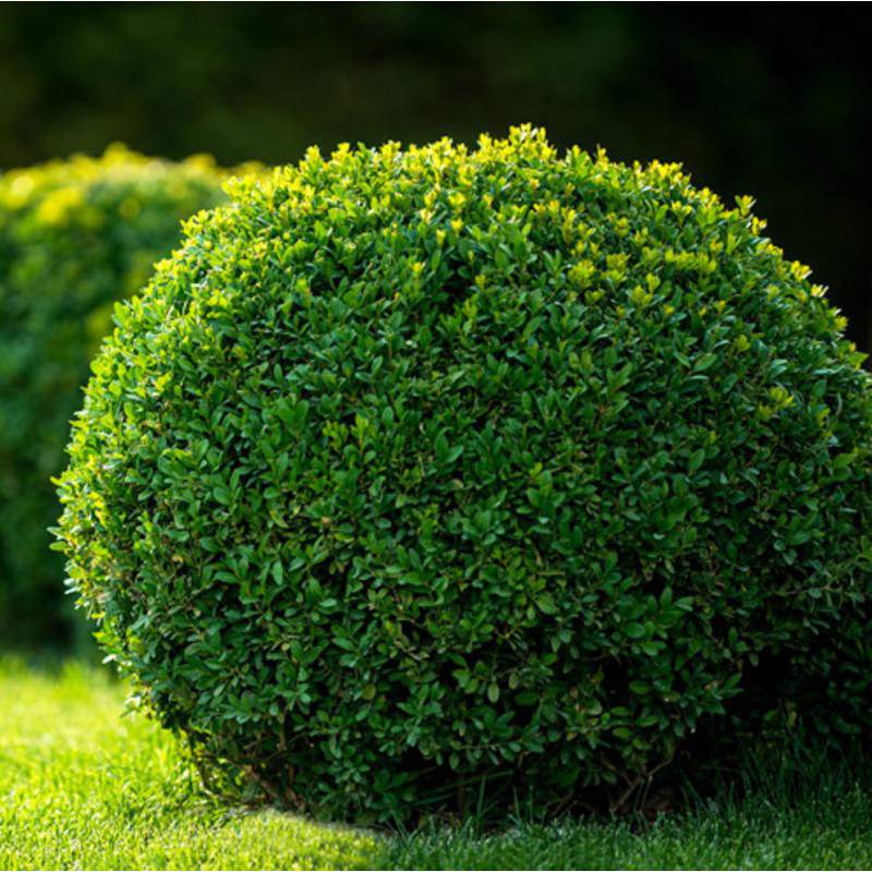 Buxus