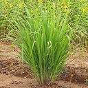 Cymbopogon