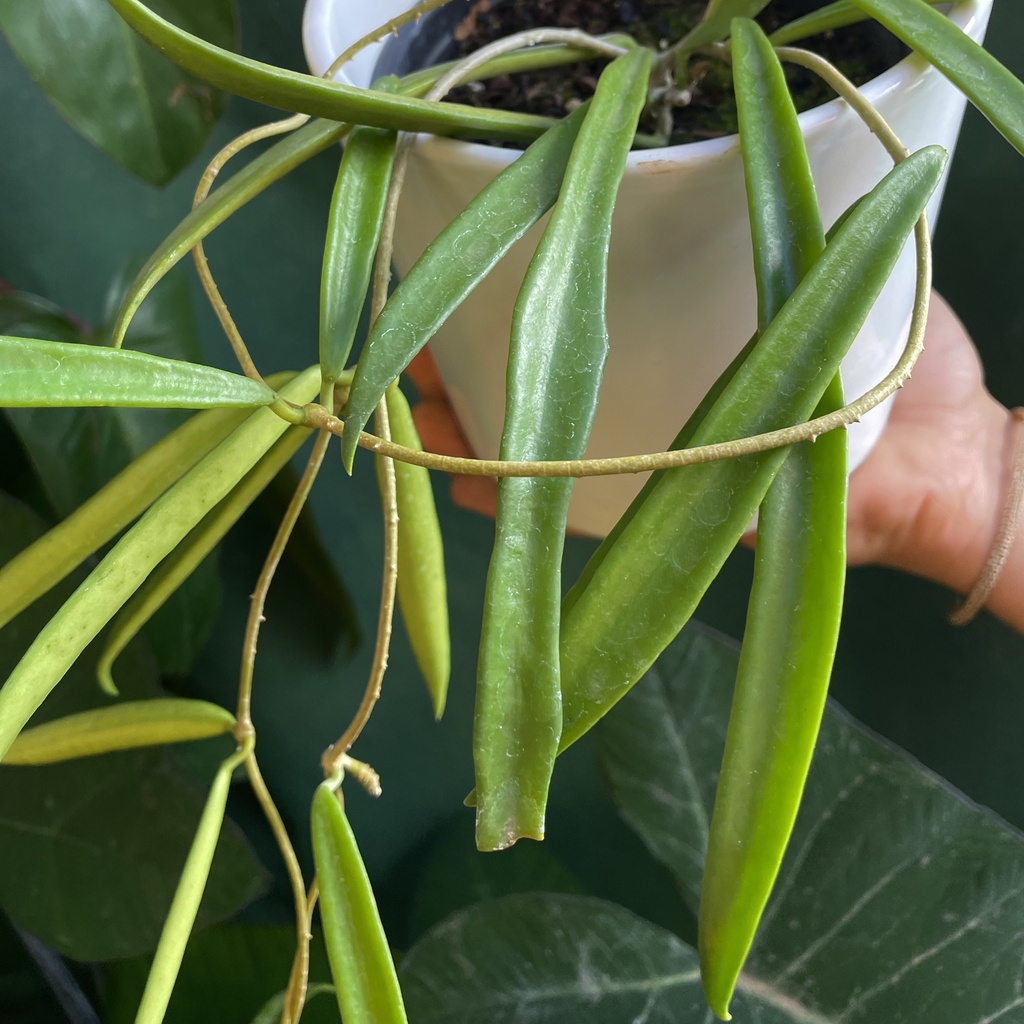 Hoya Shepherdii