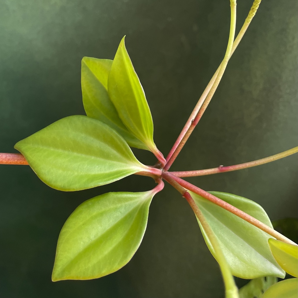 Peperomia Pecuniifolia