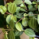 Peperomia Cuadrangularis