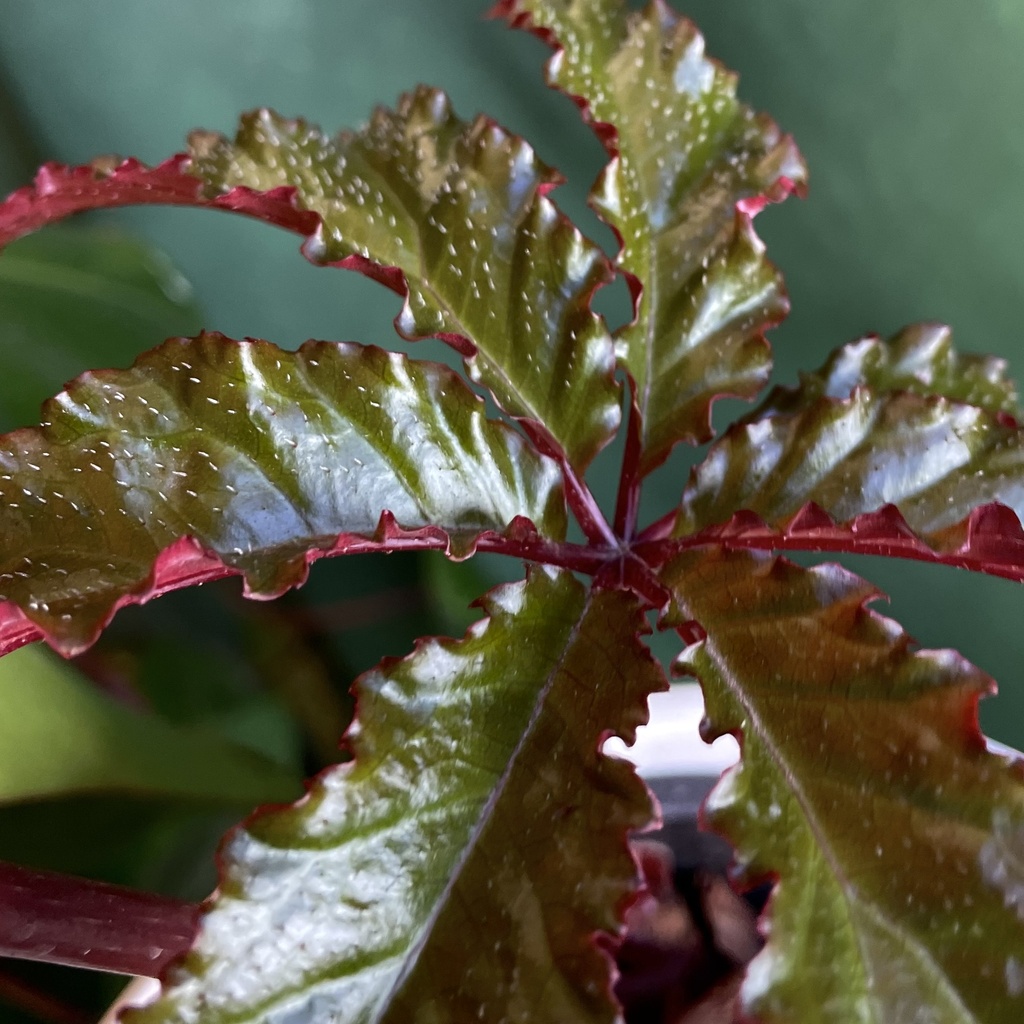 Begonia Carolineifolia