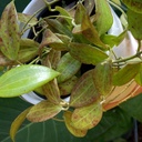 Hoya Verticillata