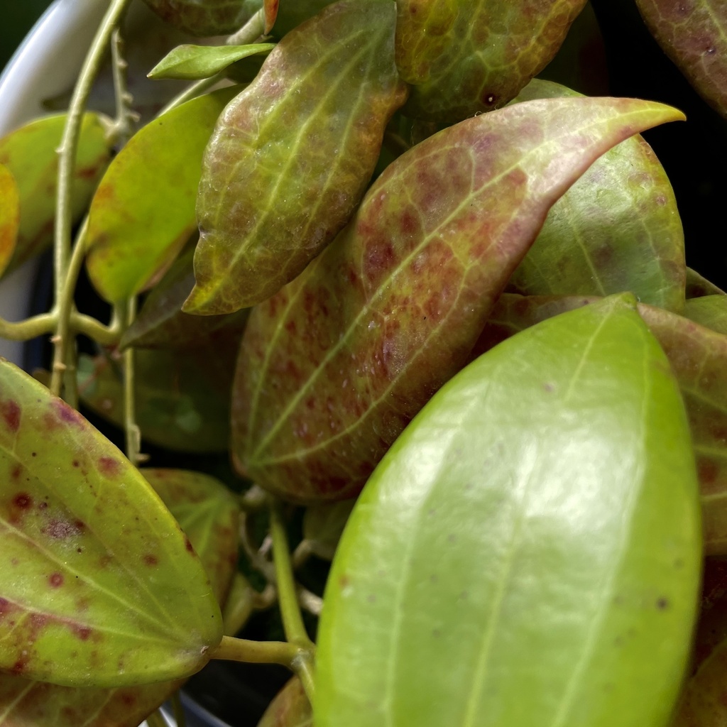 Hoya Verticillata