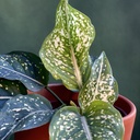 Aglaonema Costartum