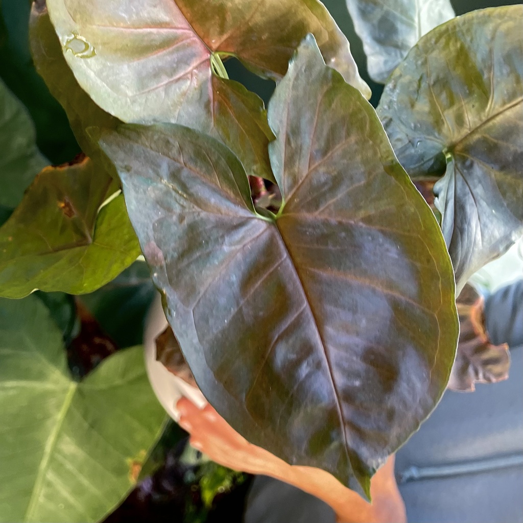 Syngonium Red Veins