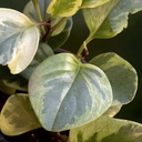 Peperomia Obtusifolia