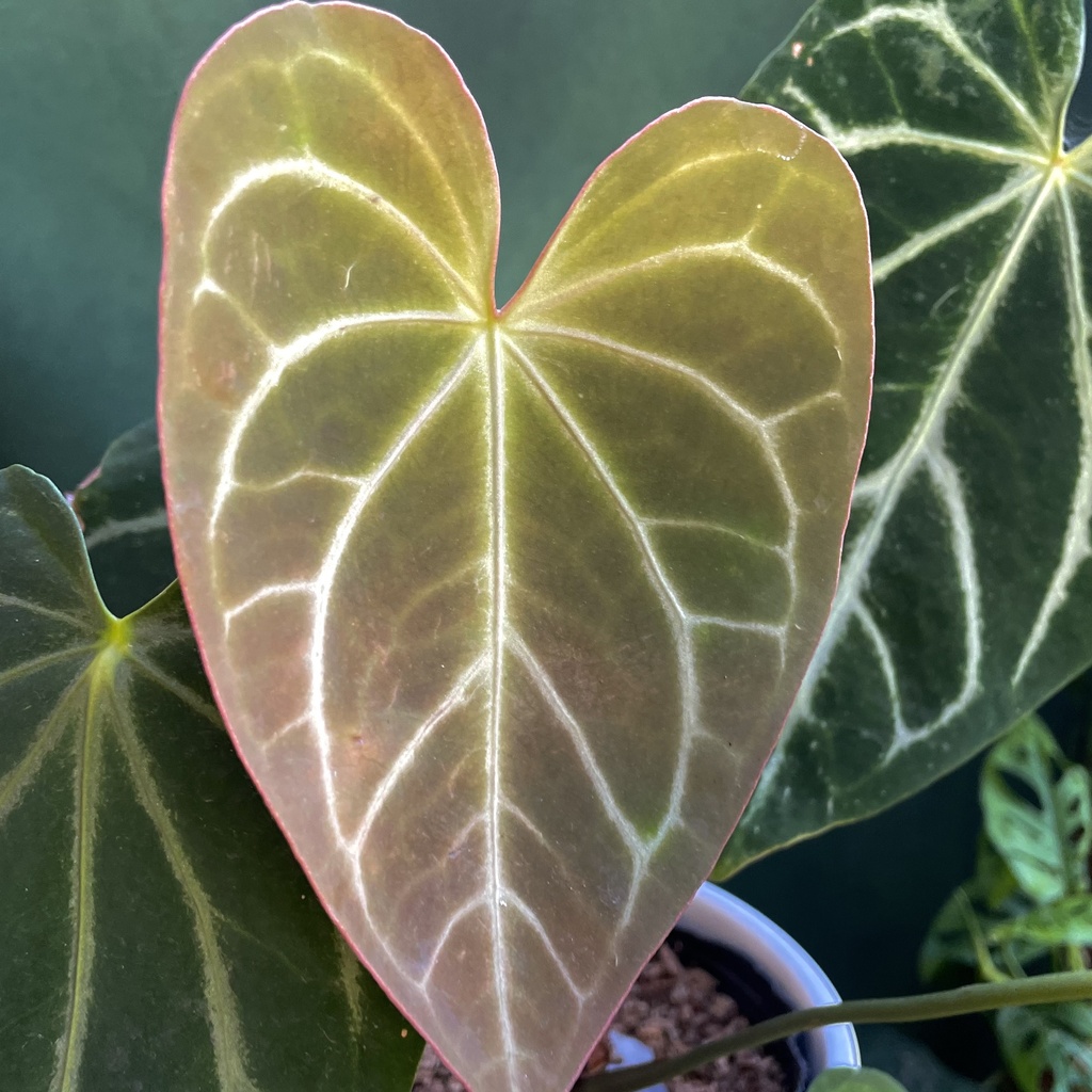 Anthurium Crystallinum