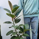 Gomero Robusta