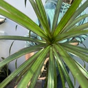 Dracena Marginata