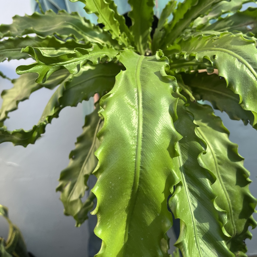 Asplenium Scolopendrium