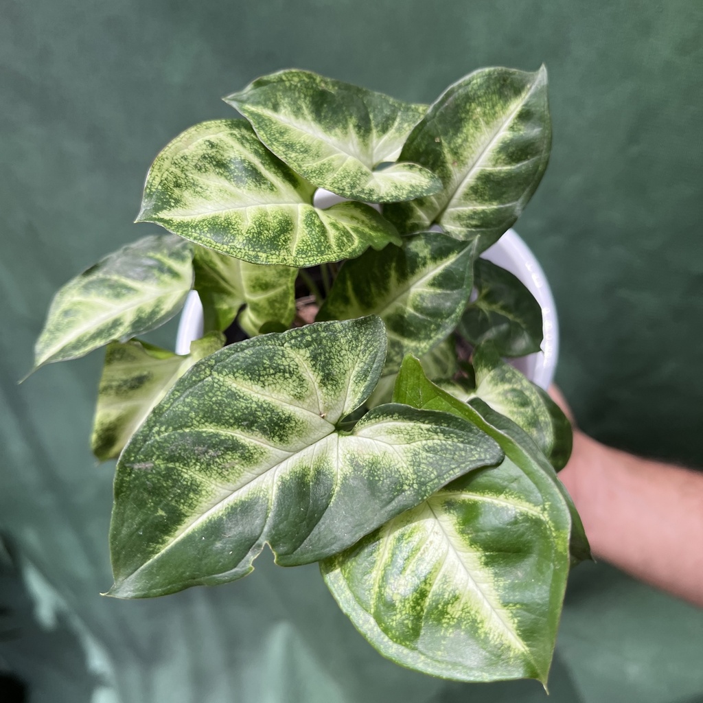 Syngonium Verde Bambino