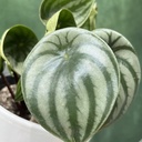 Peperomia Watermelon